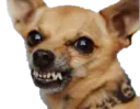 :chihuahua_grogne: