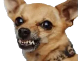:chihuahua_grogne: