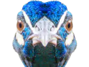:Paon_miroir: