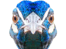 :Paon_miroir: