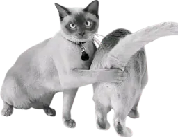 :chatcul: