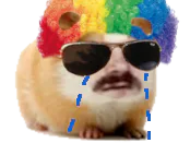 :hamster_perruque_triste: