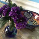 Heliotrope