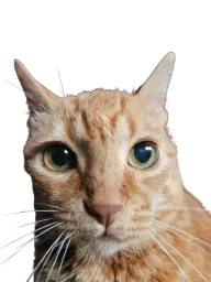 :chat_paradesu_chokbar:
