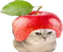 :chatbrushingpomme: