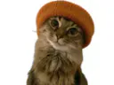 :chathipster: