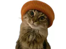 :chathipster:
