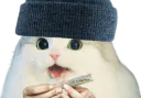 :cattox1: