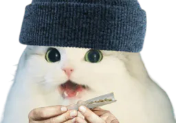 :cattox1: