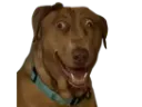 :Teddi-Triso: