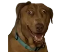 :Teddi-Triso: