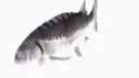 :poisson: