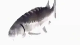 :poisson: