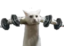 :Chat_go_muscu: