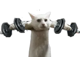 :Chat_go_muscu: