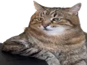 :chat_marlou1: