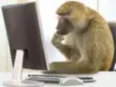 :Monkey_bullshitJob: