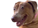 :teddiok: