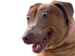 :teddiok: