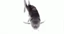 poisson_