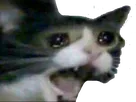 :chat31: