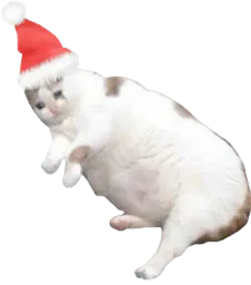 :Chat_noel_1:
