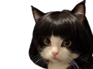 :Chat_cheveux2: