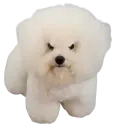 :Chiennt: