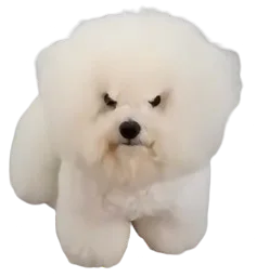 :Chiennt: