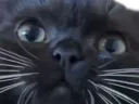 :Chat_zoom4: