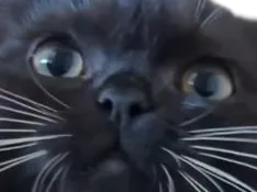 :Chat_zoom4: