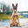 Photo de profil de Malinois