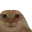 Photo de profil de Chatent