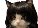 :chatbob: