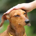 BonToutou