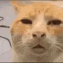 :cat_huh: