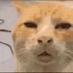 :cat_huh:
