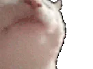 :catjam: