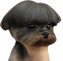 :Chiencoupe4: