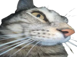 :CS_Zoom: