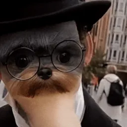 :NousConnaissonsNousChien: