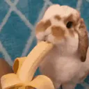 :Lapinbanane: