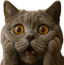 :chatpeur: