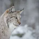 Lynx