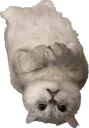 :chat_envers_: