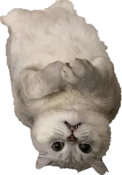 :chat_envers_: