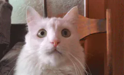:Chat_boucle: