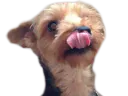 :chien_langue: