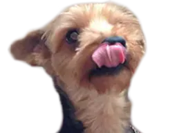 :chien_langue: