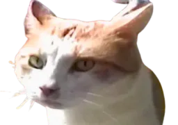 :chat_fixe: